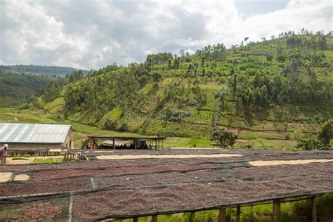 Coffee Production in the Mountains in Rwanda Region Stock Image - Image ...