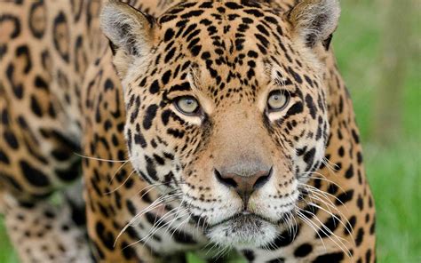 Download Animal Jaguar HD Wallpaper