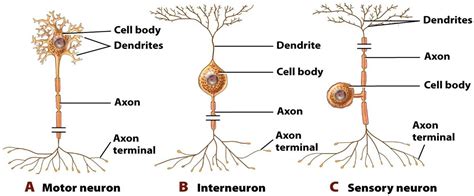 Senior Biology: Neuronal Communication