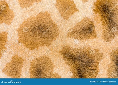 Giraffe s coat pattern stock photo. Image of hair, giraffe - 34921614