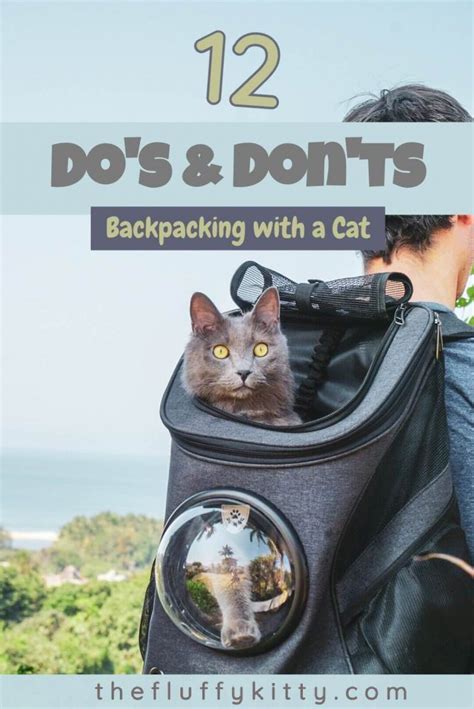 12 Do's and Don'ts of Backpacking with a Cat