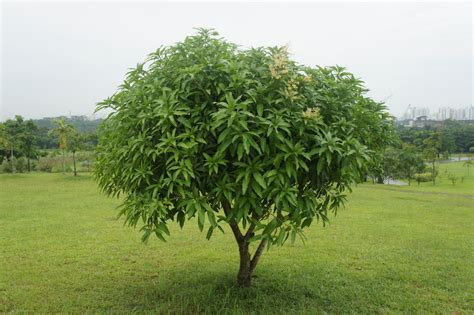 Trees Planet: Mangifera indica - Mango Tree