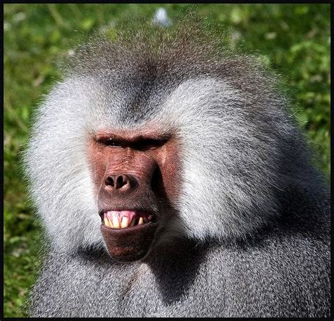 Expressions of a baboon (or why I have arranged to visit my hairdresser ...