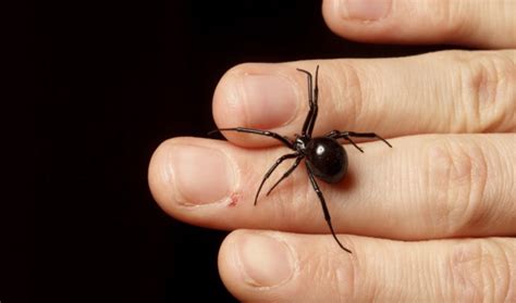 Six things you believe about spiders that are totally false