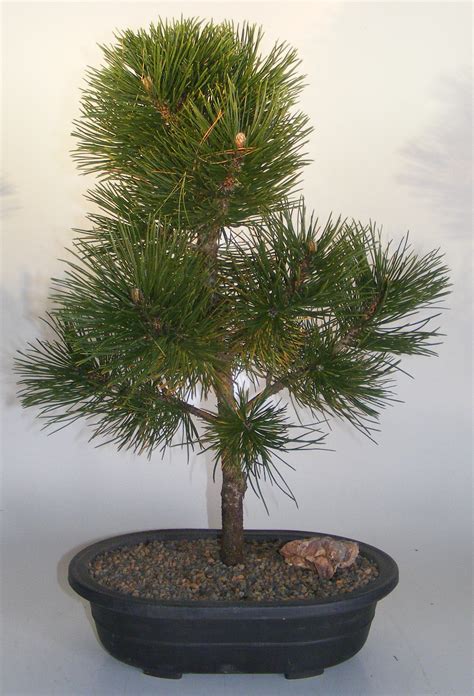 Japanese Black Pine Bonsai : Japanese Black Pine Bonsai : The oldest ...