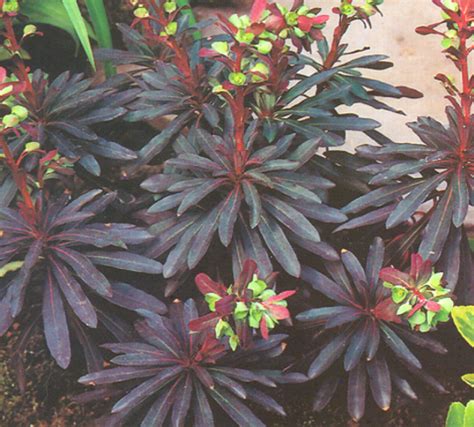 Euphorbia amygdaloides purpurea : Grows on You