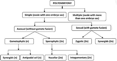 Schematic presentation of different ways of polyembryony. | Download Scientific Diagram