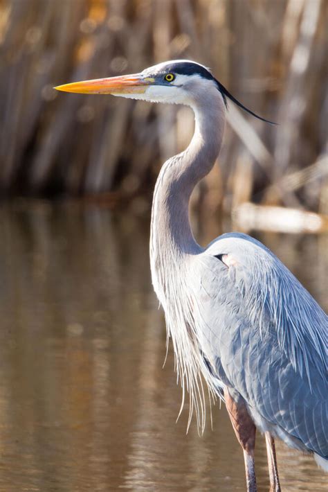 North East Photography Great Blue Heron - askamakalkada