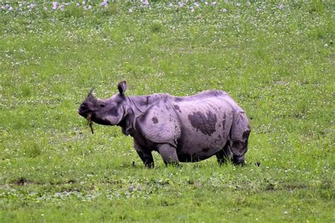 Rare one-horned rhinos among 132 animals killed by the deluge in Kaziranga National Park ...