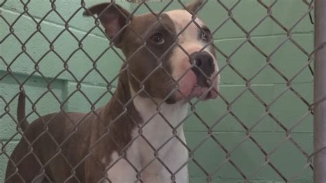 North Carolina Animal Shelter Statistics: Nationwide Rankings | wfmynews2.com