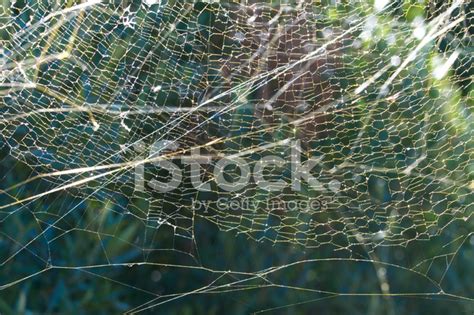 Spider Web Patterns Stock Photo | Royalty-Free | FreeImages