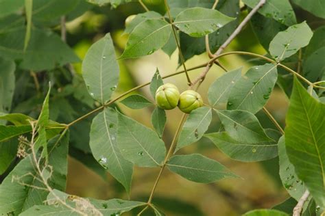 Hickory Tree Leaves and What They Do - Garden.eco