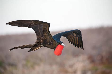 Top 10 Weird Looking Birds | Top Lists Mania