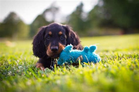 24 Best Ways to Find a Gordon Setter to Adopt or Buy near You - PetBudget