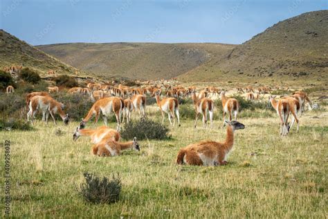 Guanaco herd, Torres del Paine National Park, Magallanes Region, Patagonia, Chile Stock Photo ...