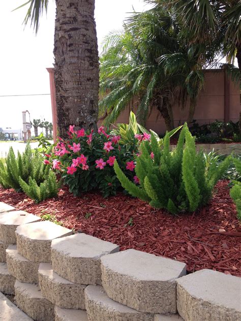 Foxtail ferns and dipladenia | Small yard landscaping, Patio garden, Garden patio furniture