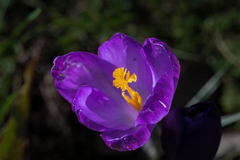 Crocus Purple Flower - Free photo on Pixabay