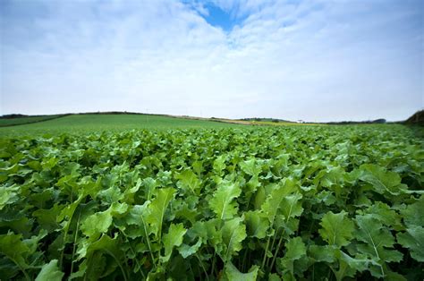 Brassicas: How forage crops can play a valuable role? - Agriland