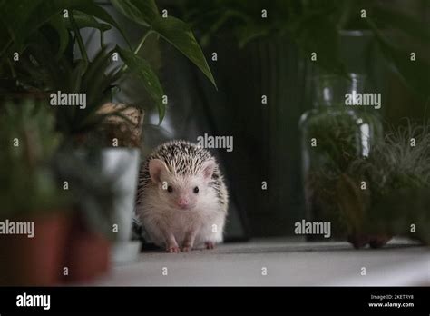 African Pygmy Hedgehog Stock Photo - Alamy