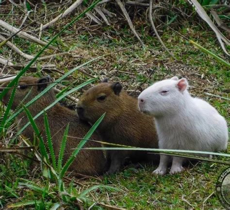 Albino Capybara – Capybara