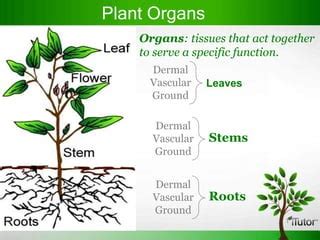 Plant Organ