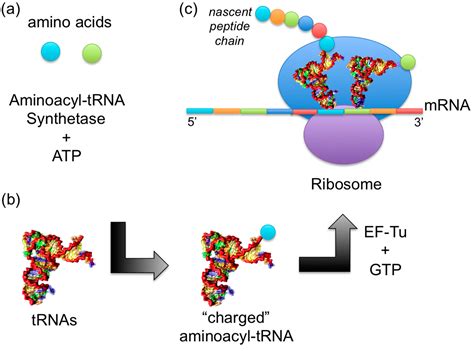 Aminoacyl Trna Synthetase Mechanism