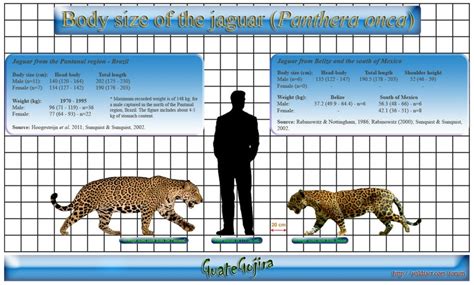 Leopard vs Jaguar: subspecies or types - wildanimalwarfare