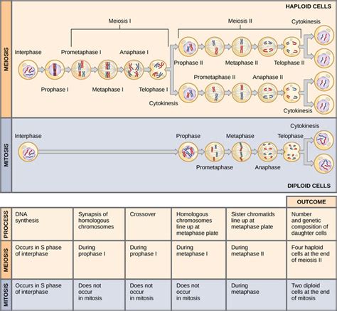 11.4: The Process of Meiosis - Comparing Meiosis and Mitosis - Biology ...