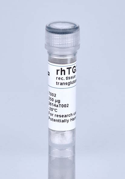 Human tissue transglutaminase - Transglutaminase 2 - Transglutaminases ...