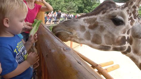 Giraffe Feeding Station at Como Zoo - YouTube