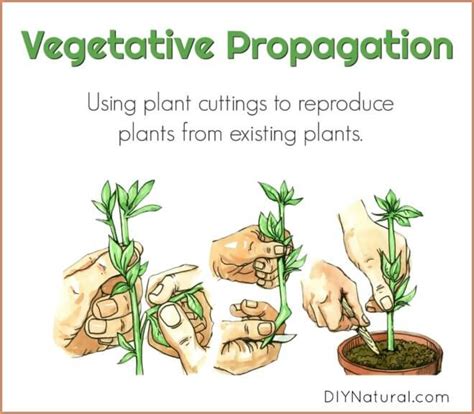 Vegetative Propagation: Using Plant Cuttings to Reproduce Existing Plants