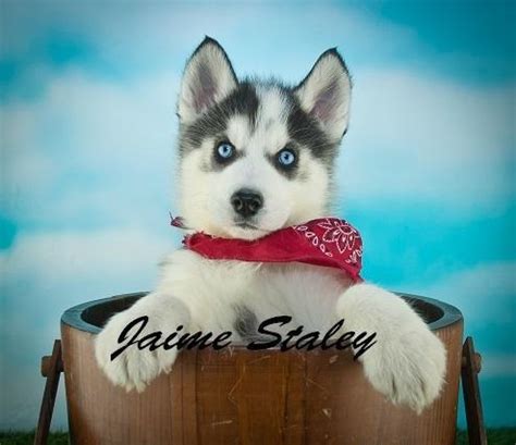 Balto Siberian Husky for Sale in Canton, Ohio Classified | AmericanListed.com