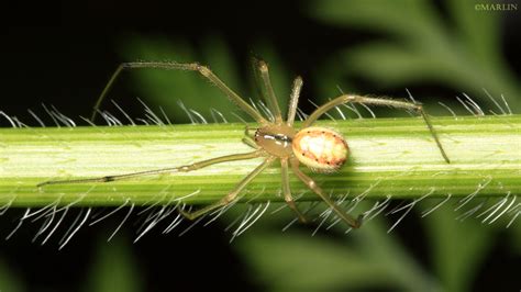 Cobweb Spiders - North American Insects & Spiders