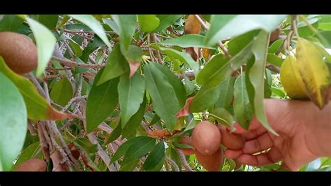 CHICO FRUITS READY TO HARVEST - YouTube