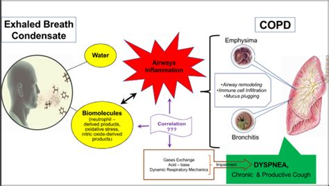 Exhaled breath condensate: a potential tool to evaluate the ...