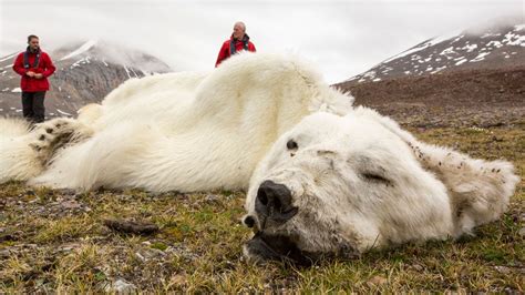 Was This Polar Bear a Victim of Climate Change? | Weather.com