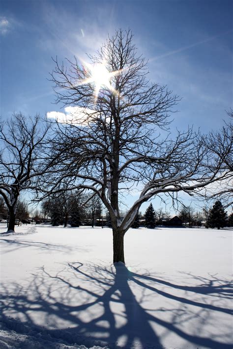 Sun Through Winter Tree Branches – Photos Public Domain