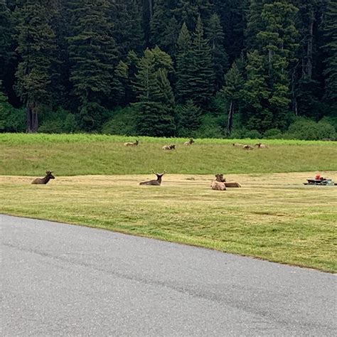 Elk Prairie Campground, Prairie Creek Redwoods | The Dyrt