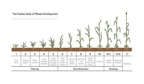 Growth Stages chart