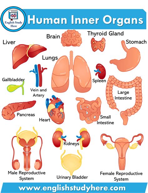 Human Inner Organs | English vocabulary, English study, English learning spoken