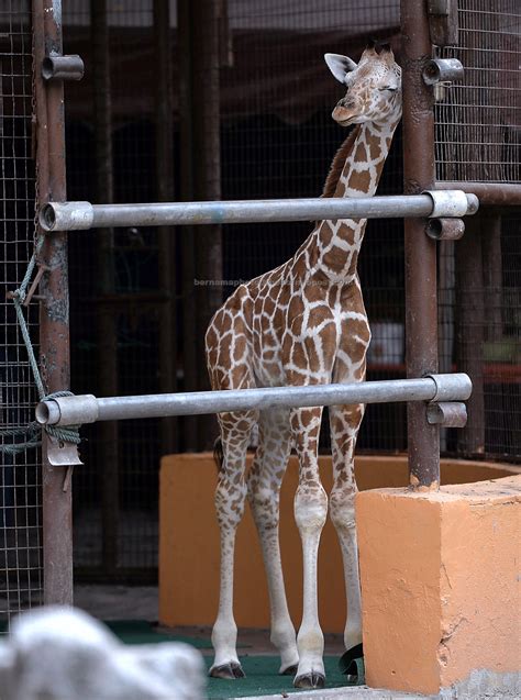 Newborn baby giraffe latest attraction at Zoo Negara