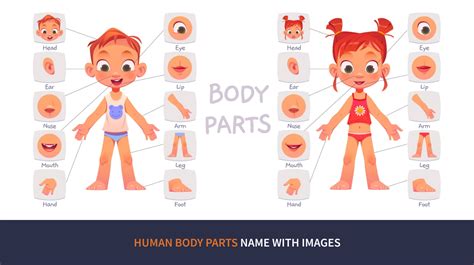 Human Body Parts Name In English - Infoupdate.org