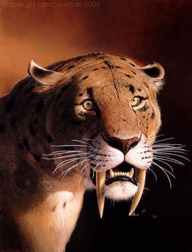 10 Interesting Saber Tooth Tiger Facts | My Interesting Facts