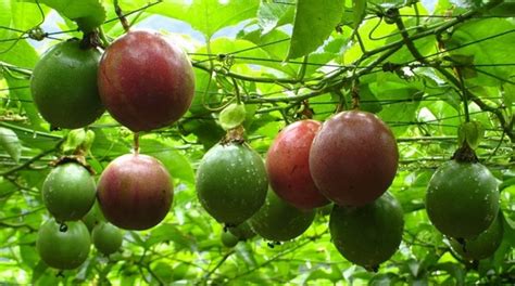 10 Passion Fruit Seeds for Sale 10 Seeds / Package - Etsy