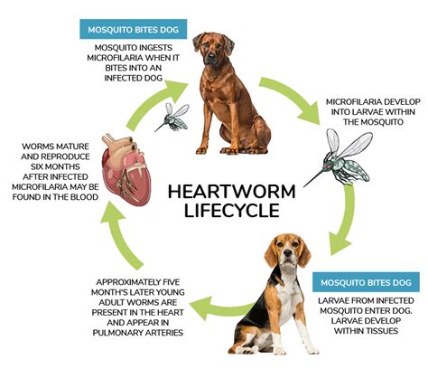 Parasite Testing and Prevention - Wilbraham Animal Hospital