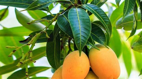 15 Health Benefits of Mango Leaves – 15 Health Benefits