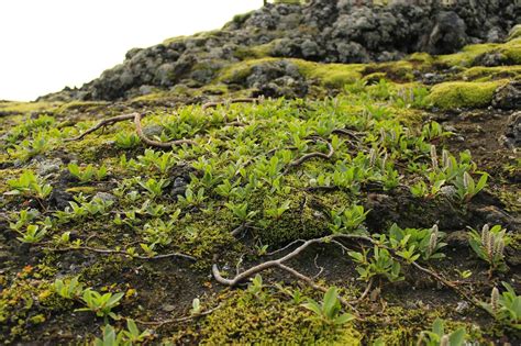 Trees Planet: Salix arctica - Arctic Willow