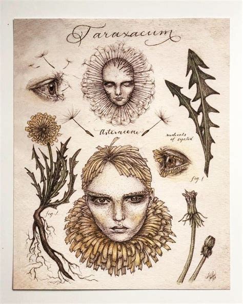 Dandelion Portrait Print - Scientific Illustration Plants - Botanical illustration - Vintage Art ...