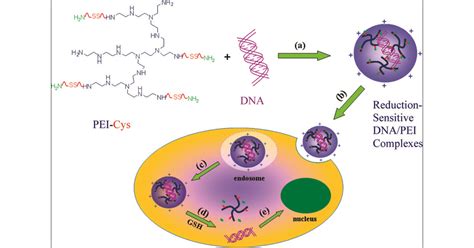 Branched Polyethylenimine Derivatives with Reductively Cleavable Periphery for Safe and ...