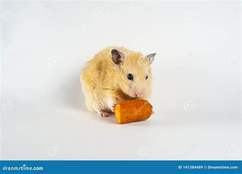 Cute Hamster Eating Carrot On White Background Stock Image - Image of background, beautiful ...